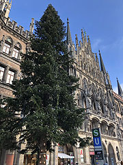 Christbaums aus aus Steingaden auf dem Marienplatz (©Foto. Martin Schmitz) (©Foto. Martin Schmitz)